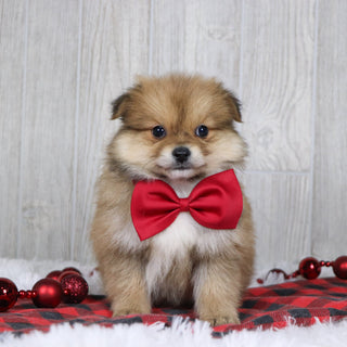 Abel - Available 12/3