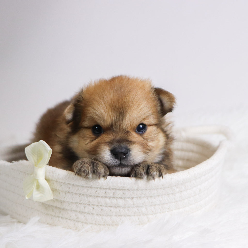 Abel - Available 12/3