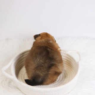 Abel - Available 12/3