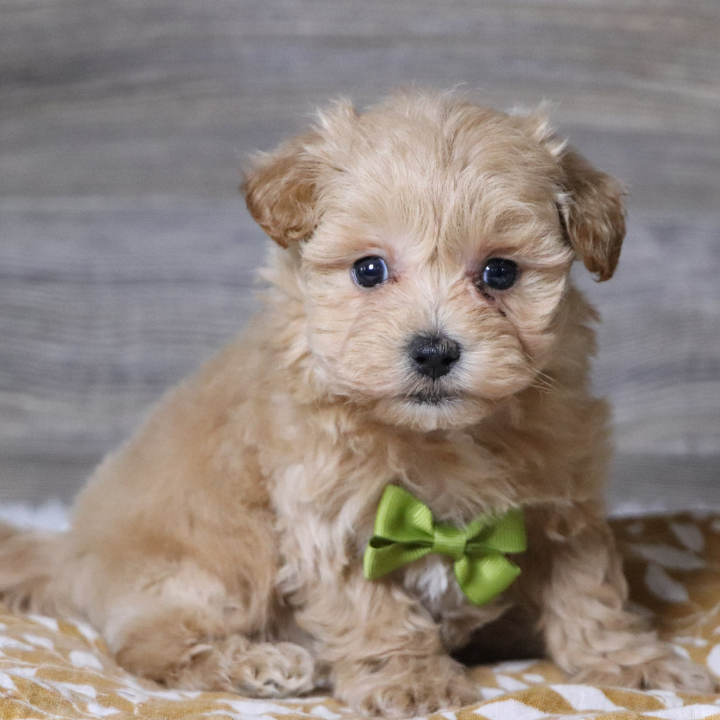 Abena - Available 12/3