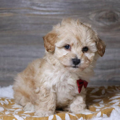 Abner - Available 12/3