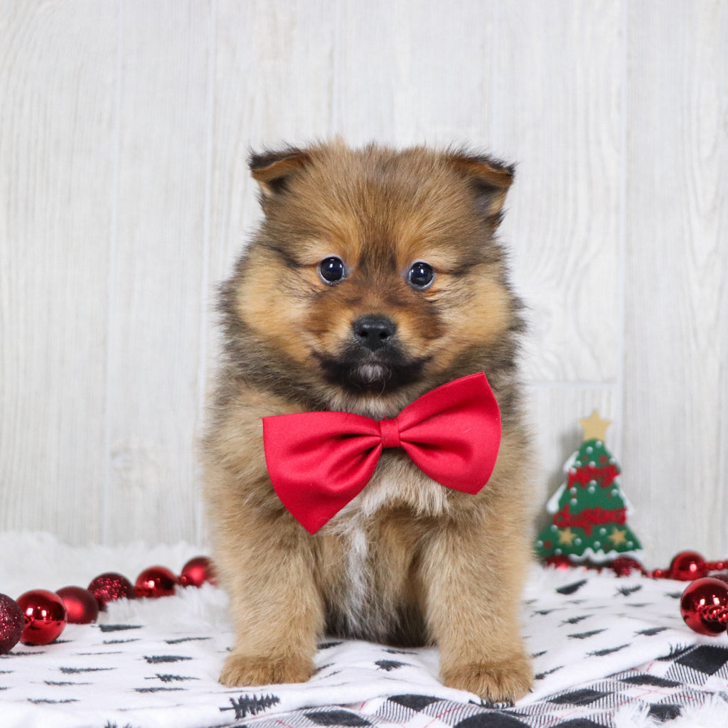 Abu - Available 12/3