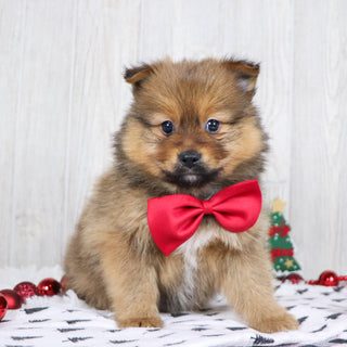 Abu - Available 12/3