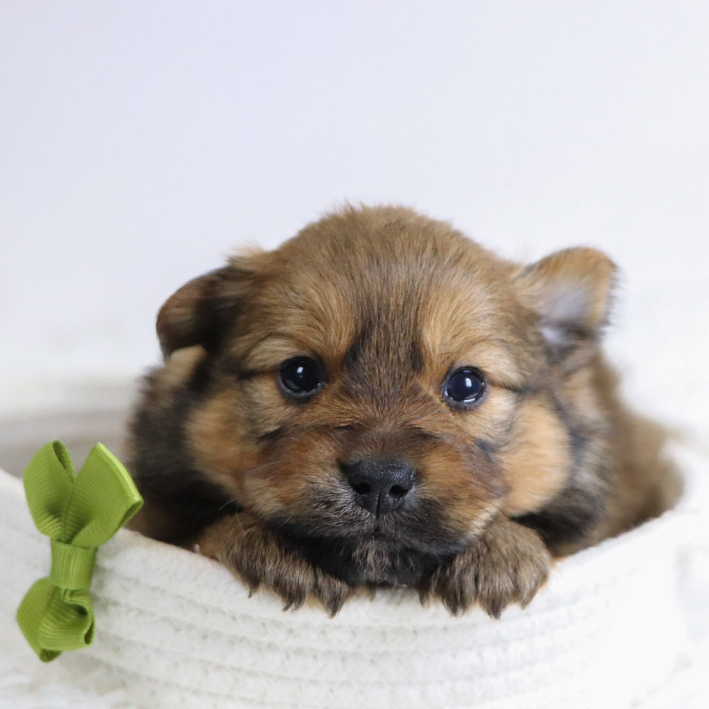 Abu - Available 12/3