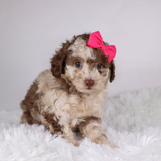 Addison - Available 11/26