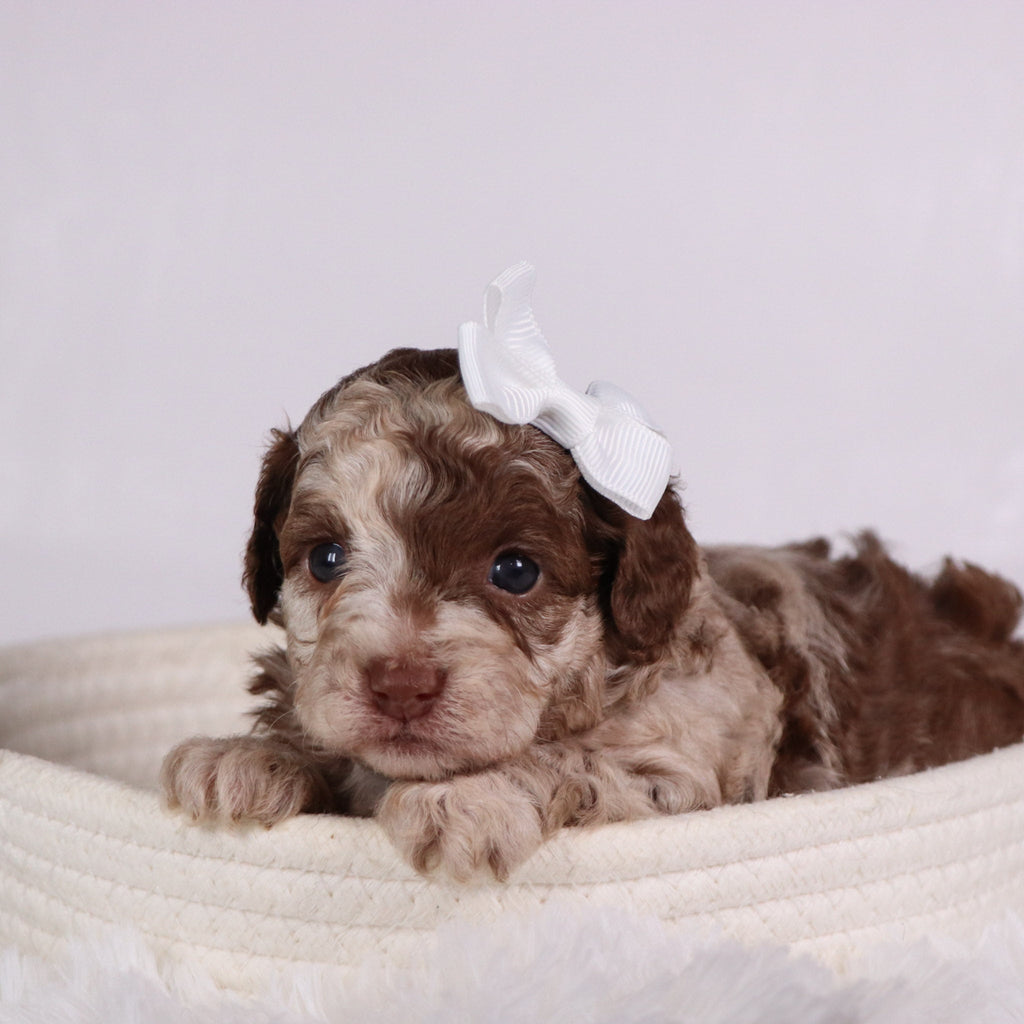 Addison - Available 11/26
