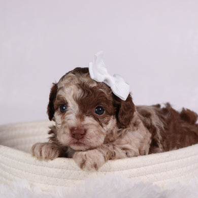 Addison - Available 11/26