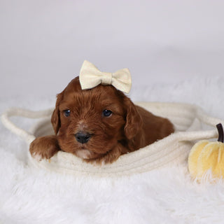 Adriana - Available 12/17