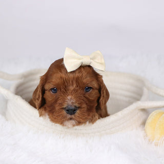 Adriana - Available 12/17