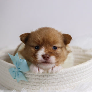 Adwin - Available 12/3