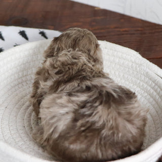 Aldie - Available 1/28