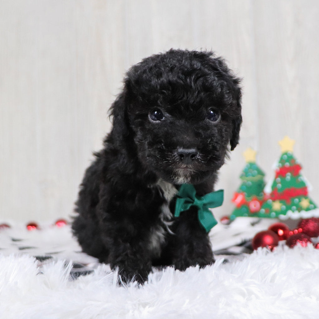 Aldred - Available 12/3