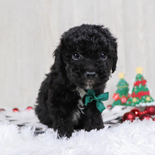 Aldred - Available 12/3