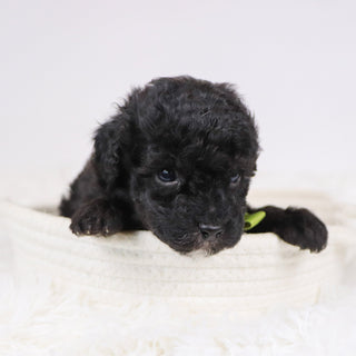 Aldred - Available 12/3