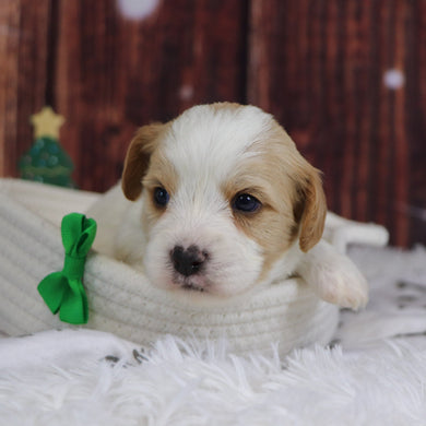 Alexander - Available 12/31