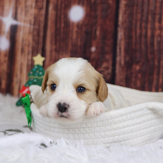 Alexander - Available 12/31