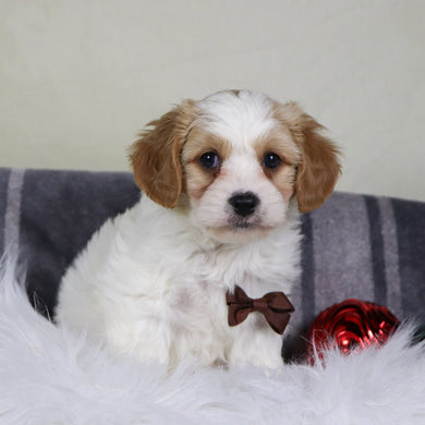 Alexander - Available 12/31