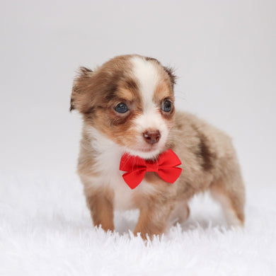 Alfie - Available 9/3