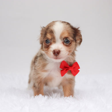 Alfie - Available 9/3