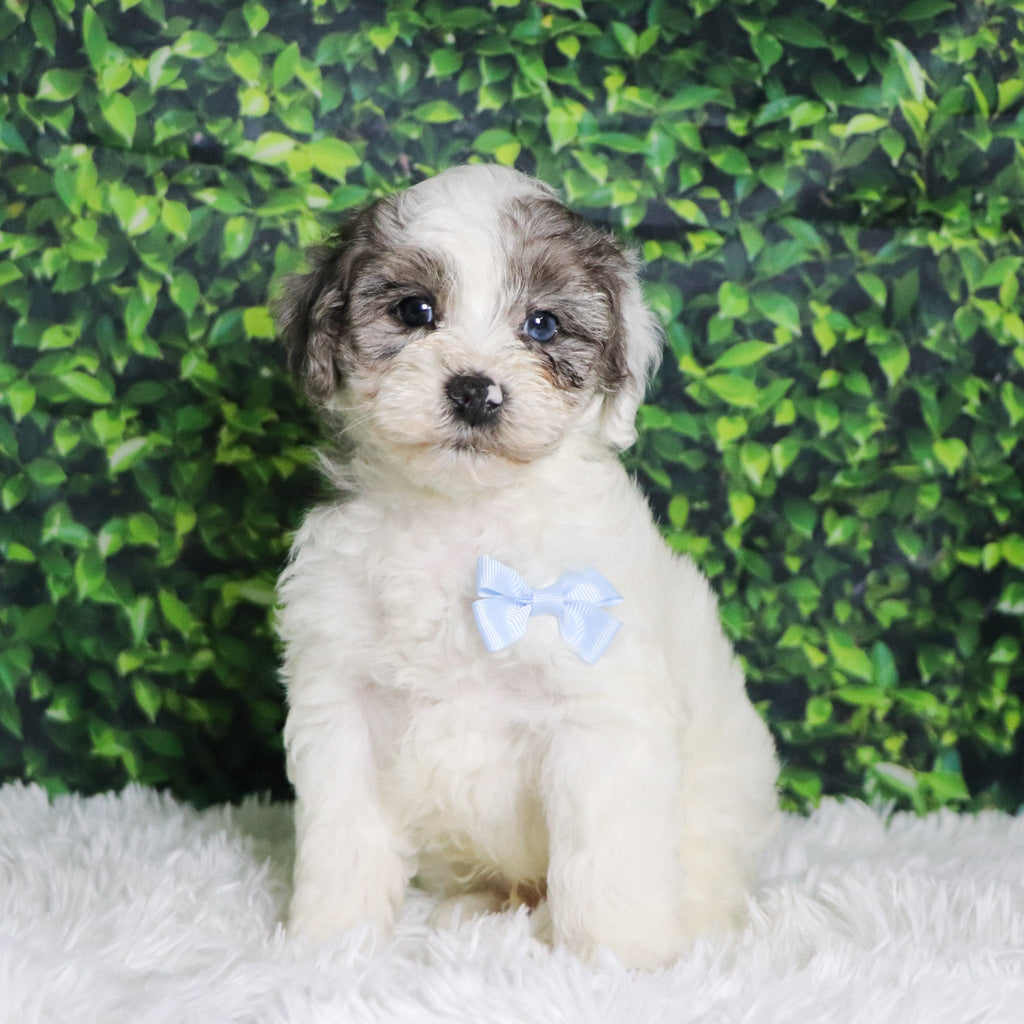 Alfio - Available 12/10