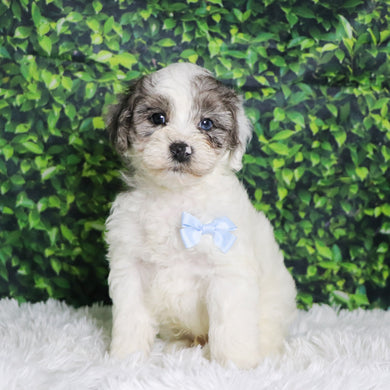 Alfio - Available 12/10