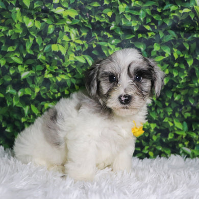 Alfred - Available 12/10