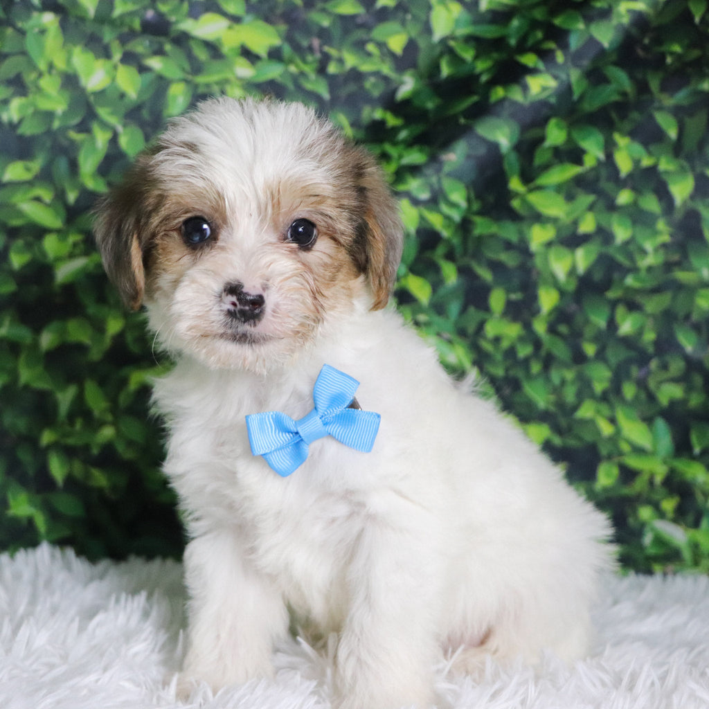 Alon - Available 12/10