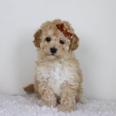 Anastasia - Available 10/29