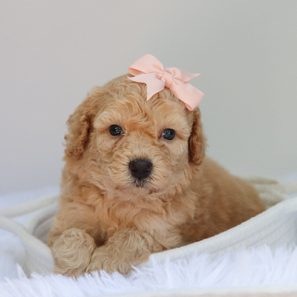 Angel - Available 9/3