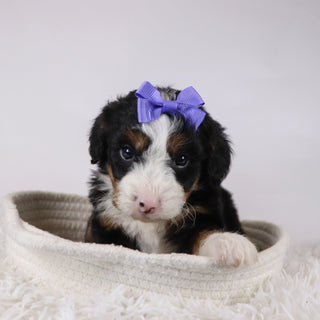 Anne - Available 12/17