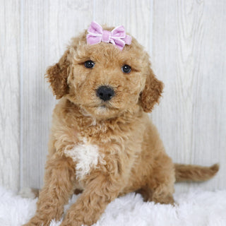 Annette - Available 1/22