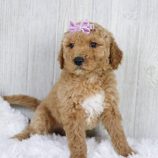 Annette - Available 1/22