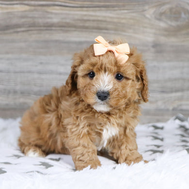 Annie - Available 12/31