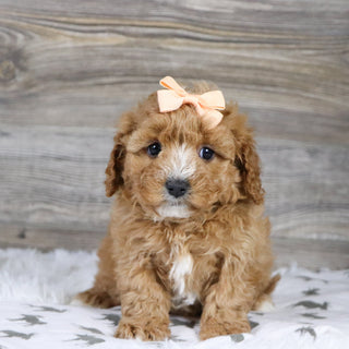 Annie - Available 12/31