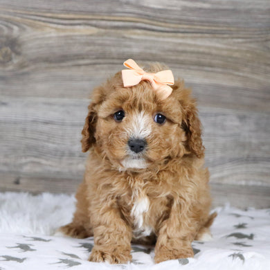 Annie - Available 12/31