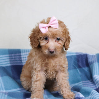 Aran - Available 1/15