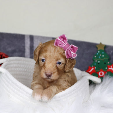 Aran - Available 1/14