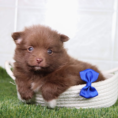 Archer - Available 5/21