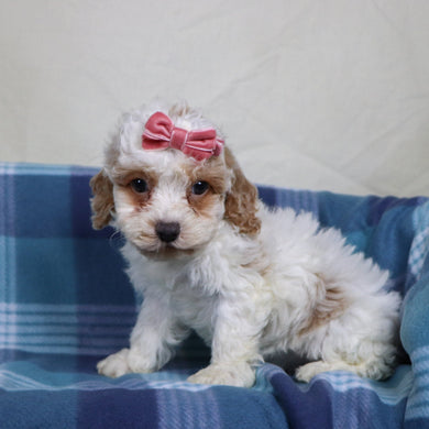 Arianna - Available 1/15