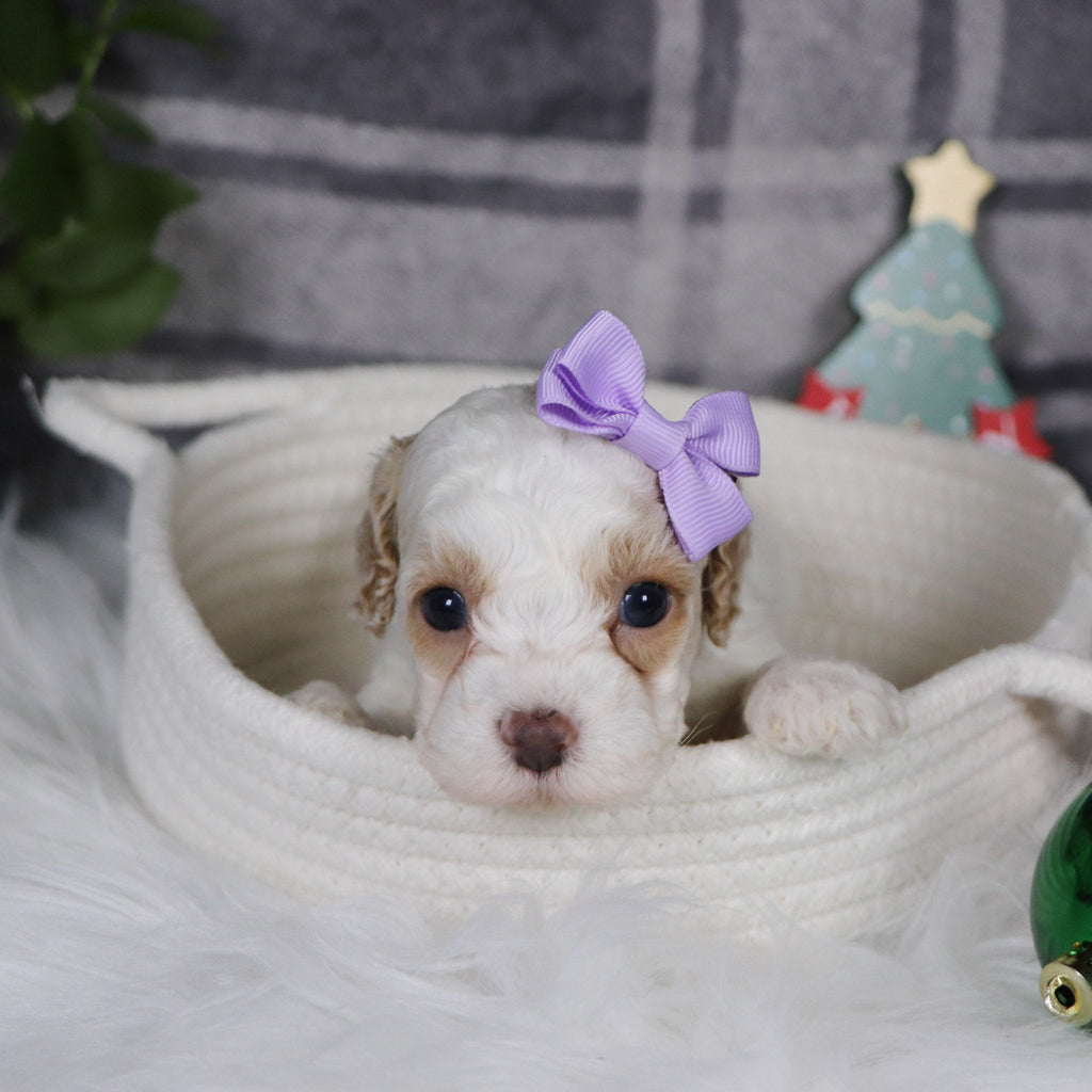 Arianna - Available 1/14