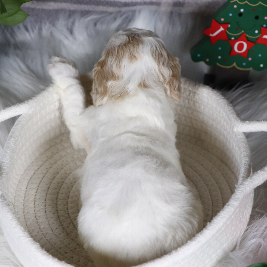 Arianna - Available 1/14