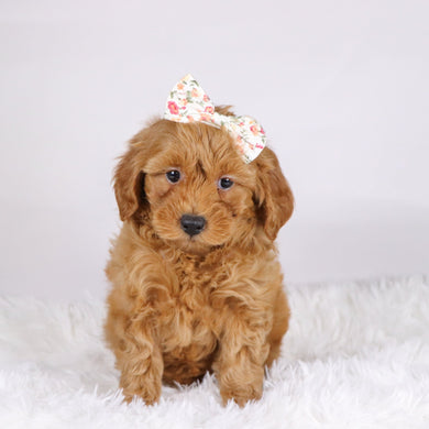 Arie - Available 11/19