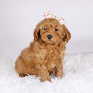 Arie - Available 11/19