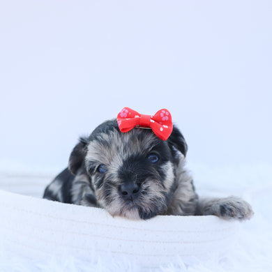 Arya - Available 9/17
