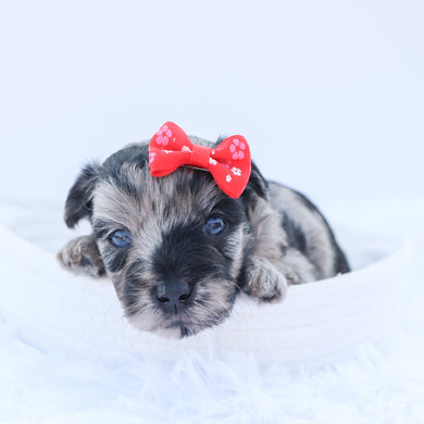 Arya - Available 9/17