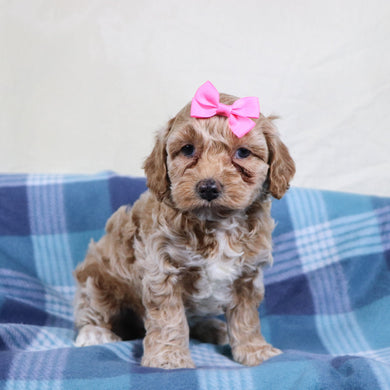 Asia - Available 1/22