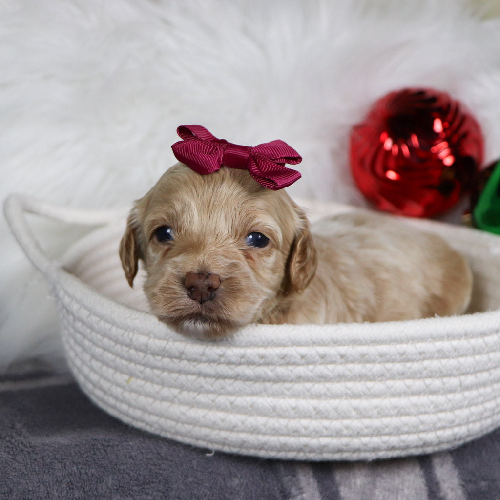 Asia - Available 1/21