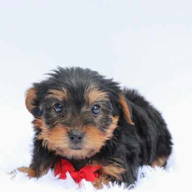 Aspen - Available 7/2