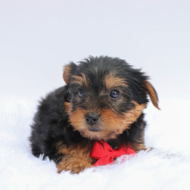 Aspen - Available 7/2