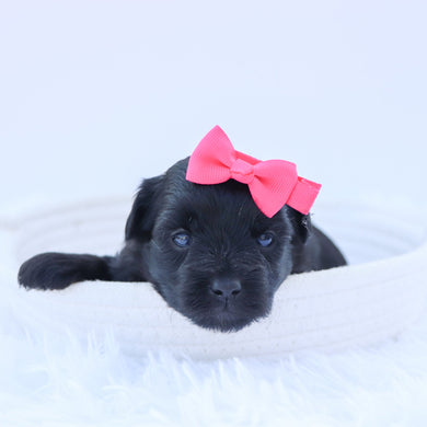 Audrey - Available 9/17